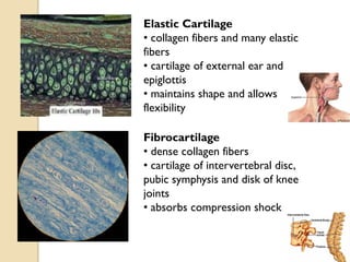 Elastic Cartilage
• collagen fibers and many elastic
fibers
• cartilage of external ear and
epiglottis
• maintains shape and allows
flexibility
Fibrocartilage
• dense collagen fibers
• cartilage of intervertebral disc,
pubic symphysis and disk of knee
joints
• absorbs compression shock
 