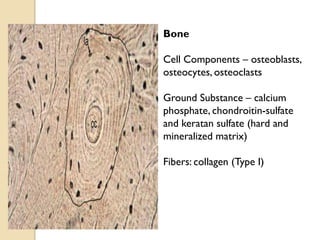 Bone
Cell Components – osteoblasts,
osteocytes, osteoclasts
Ground Substance – calcium
phosphate, chondroitin-sulfate
and keratan sulfate (hard and
mineralized matrix)
Fibers: collagen (Type I)
 