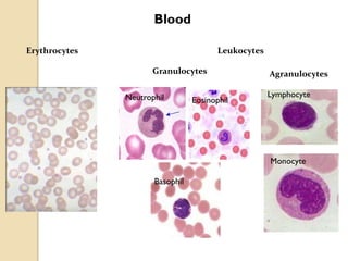 Blood
Granulocytes Agranulocytes
Neutrophil Eosinophil
Basophil
Lymphocyte
Monocyte
Erythrocytes Leukocytes
 