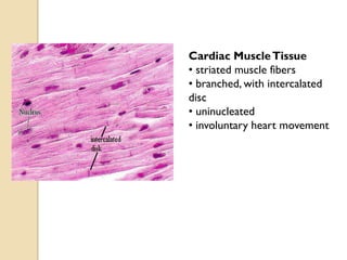 Cardiac MuscleTissue
• striated muscle fibers
• branched, with intercalated
disc
• uninucleated
• involuntary heart movement
 