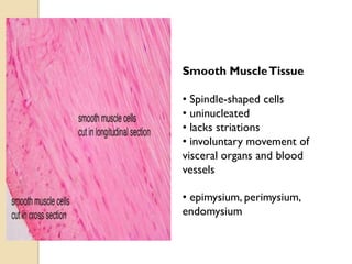 Smooth MuscleTissue
• Spindle-shaped cells
• uninucleated
• lacks striations
• involuntary movement of
visceral organs and blood
vessels
• epimysium, perimysium,
endomysium
 