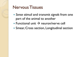 Nervous Tissues
 Sense stimuli and transmit signals from one
part of the animal to another
 Functional unit  neuron/nerve cell
 Smear, Cross section, Longitudinal section
 