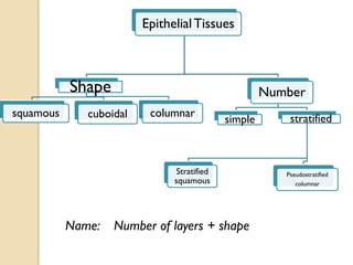 EpithelialTissues
Shape
squamous cuboidal columnar
Number
simple stratified
Stratified
squamous
Pseudostratified
columnar
Name: Number of layers + shape
 