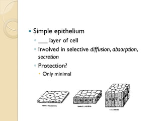  Simple epithelium
◦ ___ layer of cell
◦ Involved in selective diffusion, absorption,
secretion
◦ Protection?
 Only minimal
 