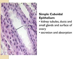 Simple Cuboidal
Epithelium
• kidney tubules, ducts and
small glands and surface of
ovary
• secretion and absorption
 
