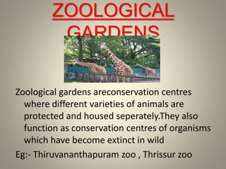 ZOOLOGICAL
GARDENS
Zoological gardens areconservation centres
where different varieties of animals are
protected and housed seperately.They also
function as conservation centres of organisms
which have become extinct in wild
Eg:- Thiruvananthapuram zoo , Thrissur zoo
 