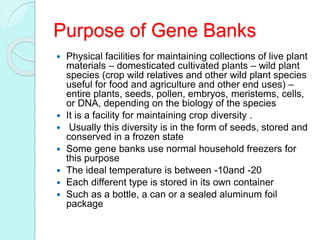 Purpose of Gene Banks
 Physical facilities for maintaining collections of live plant
materials – domesticated cultivated plants – wild plant
species (crop wild relatives and other wild plant species
useful for food and agriculture and other end uses) –
entire plants, seeds, pollen, embryos, meristems, cells,
or DNA, depending on the biology of the species
 It is a facility for maintaining crop diversity .
 Usually this diversity is in the form of seeds, stored and
conserved in a frozen state
 Some gene banks use normal household freezers for
this purpose
 The ideal temperature is between -10and -20
 Each different type is stored in its own container
 Such as a bottle, a can or a sealed aluminum foil
package
 