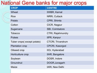 National Gene banks for major crops
CROP CENTRE
Wheat IIWBR, Karnal
Rice NRRI, Cuttack
Potato CPRI, Shimla
Cotton CICR, Nagpur
Sugarcane SBI, Coimbatore
Tobacco CTRI, Rajahmundry
Pulses IIPR, Kanpur
Tuber crops( except potato) CTCRI, Trivandrum
Plantation crop CPCRI, Kasorgod
Oilseed crop IIOr, Hyderabad
Horticulture crop IIHR, Bangalore
Soybean DOSR, Indore
Groundnut DOGR,Junagarh
Maize IARI, New Delhi
 