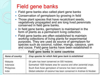 Field gene banks
 Field gene banks also called plant gene banks
 Conservation of germplasm by growing in feild
 Those plant species that have recalcitrant seeds,
vegetatively propagated and are long lived perennials
conserved in field gene banks.
 In field gene banks, germplasm is maintained in the
form of plants as a permanent living collection.
 Field gene banks are often established to maintain
working collections of living plants for experimental
purposes. They are used as source of germplasm for
species such as coconut, rubber, mango, cassava, yam
and cocoa. Field gene banks have been established in
many countries for different crops.
 