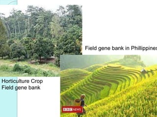 Horticulture Crop
Field gene bank
Field gene bank in Phillippines
 