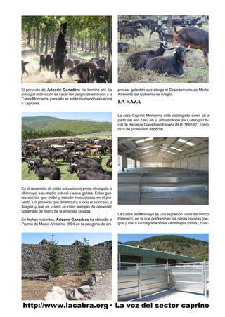 El proyecto de Adocrin Ganadera no termina ahí. La            presas; galardón que otorga el Departamento de Medio
principal motivación es sacar del peligro de extinción a la   Ambiente del Gobierno de Aragón.
Cabra Moncaína, para ello se están invirtiendo esfuerzos
y capitales.                                                  LA RAZA

                                                              La raza Caprina Moncaína esta catalogada como tal a
                                                              partir del año 1997,en la actualización del Catalogo Ofi-
                                                              cial de Razas de Ganado en España (R.D. 1682/97), como
                                                              raza de protección especial.




En el desarrollo de estas actuaciones prima el respeto al
Moncayo, a su medio natural y a sus gentes. Estas gen-
tes son las que están y estarán involucradas en el pro-
yecto. Un proyecto que dinamizará a todo el Moncayo, a
Aragón y que es y será un claro ejemplo de desarrollo
sostenible de mano de la empresa privada.
                                                              La Cabra del Moncayo es una expresión racial del tronco
En fechas recientes, Adocrin Ganadera ha obtenido el          Pirenaico, en la que predominan las capas oscuras (ne-
Premio de Medio Ambiente 2004 en la categoría de em-          gras), con o sin degradaciones centrifugas (oritas), cuer-




http://www.lacabra.org· La voz del sector caprino
 