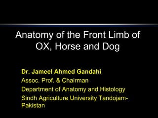Anatomy of the Front Limb of
OX, Horse and Dog
Dr. Jameel Ahmed Gandahi
Assoc. Prof. & Chairman
Department of Anatomy and Histology
Sindh Agriculture University Tandojam-
Pakistan
 