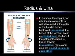 Ex#01 Anatomy of Forelimb of Animals.ppt