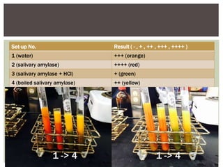 Set-up No. Result ( - , + , ++ , +++ , ++++ )
1 (water) +++ (orange)
2 (salivary amylase) ++++ (red)
3 (salivary amylase + HCl) + (green)
4 (boiled salivary amylase) ++ (yellow)
1 -> 4 1 -> 4
 