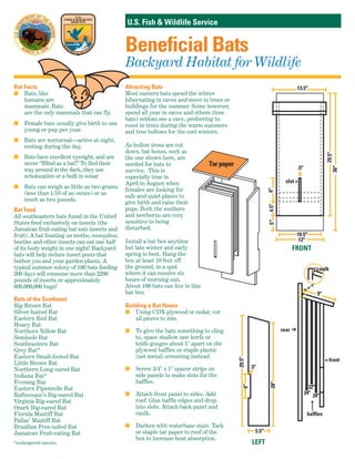 U.S. Fish & Wildlife Service
Beneficial Bats
Backyard Habitat for Wildlife
Bat Facts
s Bats, like
humans are
mammals. Bats
are the only mammals that can fly.
s Female bats usually give birth to one
young or pup per year.
s Bats are nocturnal—active at night,
resting during the day.
s Bats have excellent eyesight, and are
never “Blind as a bat!” To find their
way around in the dark, they use
echolocation or a built in sonar.
s Bats can weigh as little as two grams
(less than 1/10 of an ounce) or as
much as two pounds.
Bat Food
All southeastern bats found in the United
States feed exclusively on insects (the
Jamaican fruit-eating bat eats insects and
fruit). A bat feasting on moths, mosquitos,
beetles and other insects can eat one half
of its body weight in one night! Backyard
bats will help reduce insect pests that
bother you and your garden plants. A
typical summer colony of 100 bats feeding
200 days will consume more than 2200
pounds of insects or approximately
600,000,000 bugs!
Bats of the Southeast
Big Brown Bat
Silver-haired Bat
Eastern Red Bat
Hoary Bat
Northern Yellow Bat
Seminole Bat
Southeastern Bat
Grey Bat*
Eastern Small-footed Bat
Little Brown Bat
Northern Long-eared Bat
Indiana Bat*
Evening Bat
Eastern Pipistrelle Bat
Rafinesque’s Big-eared Bat
Virginia Big-eared Bat
Ozark Big-eared Bat
Florida Mastiff Bat
Pallas’ Mastiff Bat
Brazilian Free-tailed Bat
Jamaican Fruit-eating Bat
*endangered species
Attracting Bats
Most eastern bats spend the winter
hibernating in caves and move to trees or
buildings for the summer. Some however,
spend all year in caves and others (tree
bats) seldom see a cave, preferring to
roost in trees during the warm summers
and tree hollows for the cool winters.
As hollow trees are cut
down, bat boxes, such as
the one shown here, are
needed for bats to
survive. This is
especially true in
April to August when
females are looking for
safe and quiet places to
give birth and raise their
pups. Both the mothers
and newborns are very
sensitive to being
disturbed.
Install a bat box anytime
but late winter and early
spring is best. Hang the
box at least 10 feet off
the ground, in a spot
where it can receive six
hours of morning sun.
About 100 bats can live in this
bat box.
Building a Bat House
s Using CDX plywood or cedar, cut
all pieces to size.
s To give the bats something to cling
to, space shallow saw kerfs or
knife gouges about 1" apart on the
plywood baffles or staple plastic
(not metal) screening instead.
s Screw 3/4" x 1" spacer strips on
side panels to make slots for the
baffles.
s Attach front panel to sides. Add
roof. Glue baffle edges and drop
into slots. Attach back panel and
caulk.
s Darken with waterbase stain. Tack
or staple tar paper to roof of the
box to increase heat absorption.
13.5"
6"4.5"
.5"
12"
10.5"
29.5"
36"
9"
24"
28"
29.5"
22"
24"
.5"
6"
5.5"
5"
slot »
rear
front
baffles
caulk
FRONT
LEFT
Tar paper
 