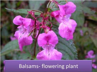 Balsams- flowering plant
 