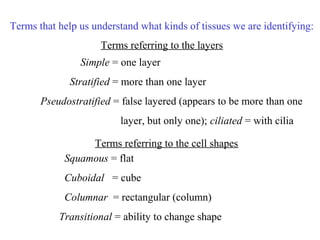 Terms that help us understand what kinds of tissues we are identifying: 
Terms referring to the layers 
Simple = one layer 
Stratified = more than one layer 
Pseudostratified = false layered (appears to be more than one 
layer, but only one); ciliated = with cilia 
Terms referring to the cell shapes 
Squamous = flat 
Cuboidal = cube 
Columnar = rectangular (column) 
Transitional = ability to change shape 
 