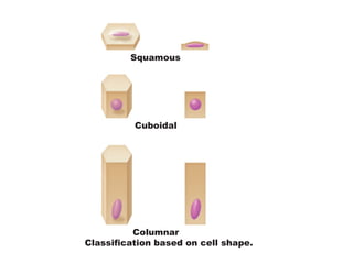 Ex 6a epithelial_tissues | PPT