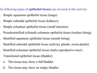 Transitional Vs Simple Columnar Ex 6a epithelial_tissues | PPT