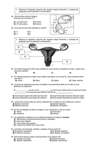  Observa el siguiente esquema del aparato sexual masculino y contesta las 
preguntas que se plantean a continuación: 
44. ¿Qué nombre recibe el órgano 
marcado con el número 7 ? 
A) Los testículos C) El pene 
B) El vello púbico D) Ovarios 
45. ¿Con qué número esta señalado la Uretra? 
A) 6 C) 4 
B) 5 D) 2 
 Observa el siguiente esquema del aparato sexual femenino y contesta las 
preguntas que se plantean a continuación: 
A) 
B) 
C) 
D) 
46. El maestro preguntó a Rocío que señalara el inciso donde se identifica el ovario. ¿Qué inciso 
tenía que señalar? 
A) B) C) D) 
47. El maestro preguntó a Fabián que le dijera qué órgano es el inciso B. ¿Qué respuesta tenía 
que decir? 
A) Ovario B) Útero C) Vagina D) Tubas uterinas 
48. ¿Cuál de las siguientes opciones completan correctamente el texto en el orden en que 
aparecen los espacios? 
El se une con el y se forma una célula única a la que se le llama 
, en el proceso que recibe el nombre de 
A) óvulo-cigoto-espermatozoide-reproducción. C) espermatozoide-óvulo-fecundación-cigoto 
B) espermatozoide-óvulo-cigoto-fecundación D) óvulo-espermatozoide-fecundación-cigoto 
49. Lavarse las manos antes de comer y después de ir al baño es una medida que cuida tu: 
A) Aparato locomotor C) Aparato digestivo 
B) Sistema nervioso. D) Aparato circulatorio 
50. Son las encargadas de llevar el oxigeno y los nutrimentos a todo el cuerpo. 
A) Venas C) Pulmones 
B) Intestinos D) Arterias 
51. Las siguientes medidas son de cuidado del aparato circulatorio, excepto: 
A) Alimentarse correctamente para evitar la obesidad. 
B) Usar ropa holgada. 
C) Comer poca sal y grasas. 
D) Lavarse los dientes tres veces al día. 
52. La laringe, los bronquios, alveolos y tráquea, forman parte de: 
A) El aparato respiratorio C) El Aparato digestivo 
B) El Sistema nervioso. D) El Aparato circulatorio 
53. Dormir poco tiempo puede ocasionar daños a los órganos del: 
A) Aparato locomotor C) Sistema nervioso 
B) Aparato respiratorio D) Aparato reproductor 
 
