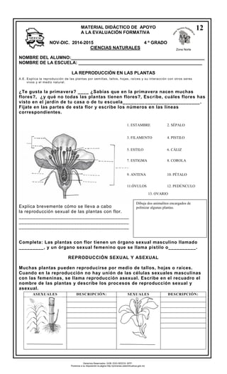 NOMBRE DEL ALUMNO:______________________________________________________ 
NOMBRE DE LA ESCUELA: __________________________________________________ 
LA REPRODUCCIÓN EN LAS PLANTAS 
A.E. Expl ica la reproducción de las plantas por semi l las, tal los, hojas, raíces y su interacción con ot ros seres 
vivos y el medio natural . 
¿Te gusta la primavera? ____ ¿Sabías que en la primavera nacen muchas 
flores?, ¿y qué no todas las plantas tienen flores?, Escribe, cuáles flores has 
visto en el jardín de tu casa o de tu escuela____________________________. 
Fíjate en las partes de esta flor y escribe los números en las líneas 
correspondientes. 
Explica brevemente cómo se lleva a cabo 
la reproducción sexual de las plantas con flor. 
________________________________________ 
________________________________________ 
________________________________________ 
Completa: Las plantas con flor tienen un órgano sexual masculino llamado 
_________, y un órgano sexual femenino que se llama pistilo o__________. 
REPRODUCCIÓN SEXUAL Y ASEXUAL 
Muchas plantas pueden reproducirse por medio de tallos, hojas o raíces. 
Cuando en la reproducción no hay unión de las células sexuales masculinas 
con las femeninas, se llama reproducción asexual. Escribe en el recuadro el 
nombre de las plantas y describe los procesos de reproducción sexual y 
asexual. 
MATERIAL DIDÁCTICO DE APOYO 
A LA EVALUACIÓN FORMATIVA 
NOV-DIC. 2014-2015 4 º GRADO 
CIENCIAS NATURALES Zona Norte 
12 
2 
Zona Norte 
5. ESTILO 6. CÁLIZ 
1. ESTAMBRE 
7. ESTIGMA 8. COROLA 
3. FILAMENTO 4. PISTILO 
9. ANTENA 10. PÉTALO 
2. SÉPALO 
13. OVARIO 
11.ÓVULOS 12. PEDÚNCULO 
Dibuja dos animalitos encargados de 
polinizar algunas plantas. 
ASEXUALES DESCRIPCIÓN: SEXUALES DESCRIPCIÓN: 
Derechos Reservados. GOB. EDO.SEECH. MTP. 
Ponemos a su disposición la página http://primarias.cetechihuahua.gob.mx 
 