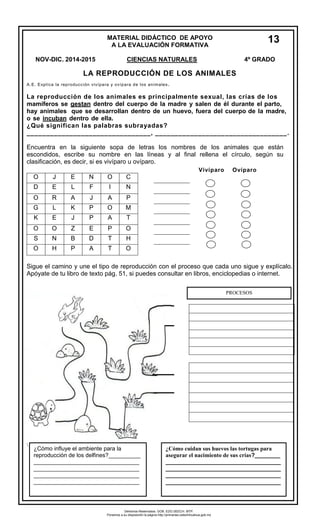 MATERIAL DIDÁCTICO DE APOYO 
A LA EVALUACIÓN FORMATIVA 
NOV-DIC. 2014-2015 CIENCIAS NATURALES 4º GRADO 
LA REPRODUCCIÓN DE LOS ANIMALES 
A.E. Explica la reproducción vivípara y ovípara de los animales. 
La reproducción de los animales es principalmente sexual, las crías de los mamíferos se gestan dentro del cuerpo de la madre y salen de él durante el parto, hay animales que se desarrollan dentro de un huevo, fuera del cuerpo de la madre, o se incuban dentro de ella. ¿Qué significan las palabras subrayadas? ________________________________, __________________________________. 
Encuentra en la siguiente sopa de letras los nombres de los animales que están escondidos, escribe su nombre en las líneas y al final rellena el círculo, según su clasificación, es decir, si es vivíparo u ovíparo. 
Sigue el camino y une el tipo de reproducción con el proceso que cada uno sigue y explícalo. Apóyate de tu libro de texto pág. 51, si puedes consultar en libros, enciclopedias o internet. 
 
O 
J 
E 
N 
O 
C 
D 
E 
L 
F 
I 
N 
O 
R 
A 
J 
A 
P 
G 
L 
K 
P 
O 
M 
K 
E 
J 
P 
A 
T 
O 
O 
Z 
E 
P 
O 
S 
N 
B 
D 
T 
H 
O 
H 
P 
A 
T 
O 
PROCESOS 
13 
¿Cómo cuidan sus huevos las tortugas para asegurar el nacimiento de sus crías?________ ____________________________________ ____________________________________ ____________________________________ 
____________________________________ 
¿Cómo influye el ambiente para la reproducción de los delfines?__________ 
_________________________________ _________________________________ _________________________________ _________________________________ 
Vivíparo Ovíparo 
Derechos Reservados. GOB. EDO.SEECH. MTP. Ponemos a su disposición la página http://primarias.cetechihuahua.gob.mx  