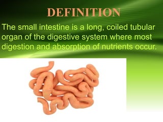 Exact_Diagram_Small_Intestine Amatomy .pptx