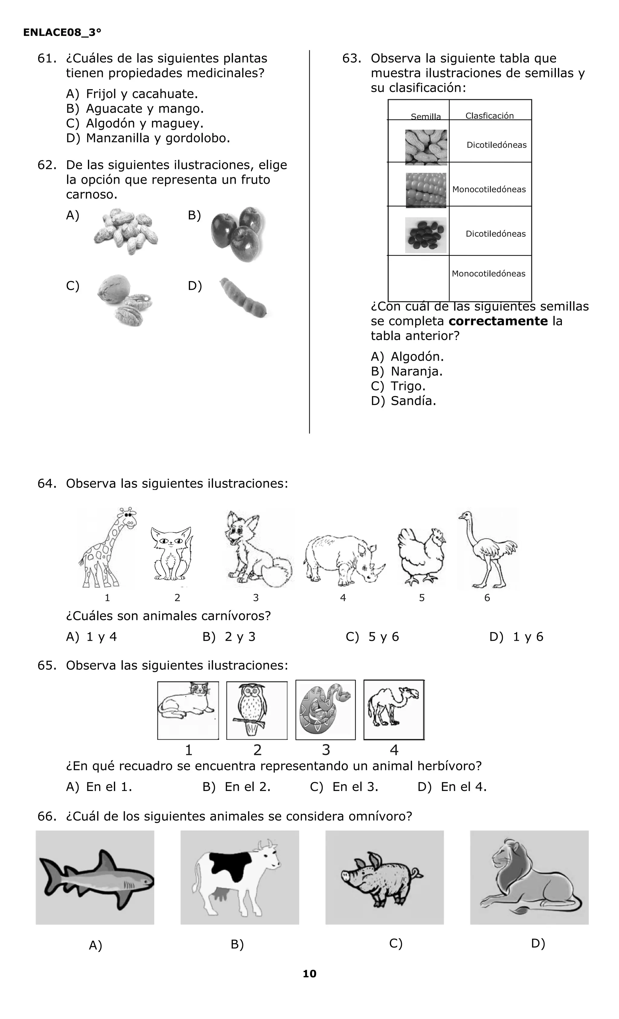 ENLACE08_3°
10
61. ¿Cuáles de las siguientes plantas
tienen propiedades medicinales?
A) Frijol y cacahuate.
B) Aguacate y mango.
C) Algodón y maguey.
D) Manzanilla y gordolobo.
62. De las siguientes ilustraciones, elige
la opción que representa un fruto
carnoso.
A) B)
C) D)
63. Observa la siguiente tabla que
muestra ilustraciones de semillas y
su clasificación:
¿Con cuál de las siguientes semillas
se completa correctamente la
tabla anterior?
A) Algodón.
B) Naranja.
C) Trigo.
D) Sandía.
64. Observa las siguientes ilustraciones:
¿Cuáles son animales carnívoros?
A) 1 y 4 B) 2 y 3 C) 5 y 6 D) 1 y 6
65. Observa las siguientes ilustraciones:
¿En qué recuadro se encuentra representando un animal herbívoro?
A) En el 1. B) En el 2. C) En el 3. D) En el 4.
66. ¿Cuál de los siguientes animales se considera omnívoro?
Semilla Clasficación
Monocotiledóneas
Monocotiledóneas
Dicotiledóneas
Dicotiledóneas
A) B) C) D)
1 2 3 4
1 2 3 4 5 6
 