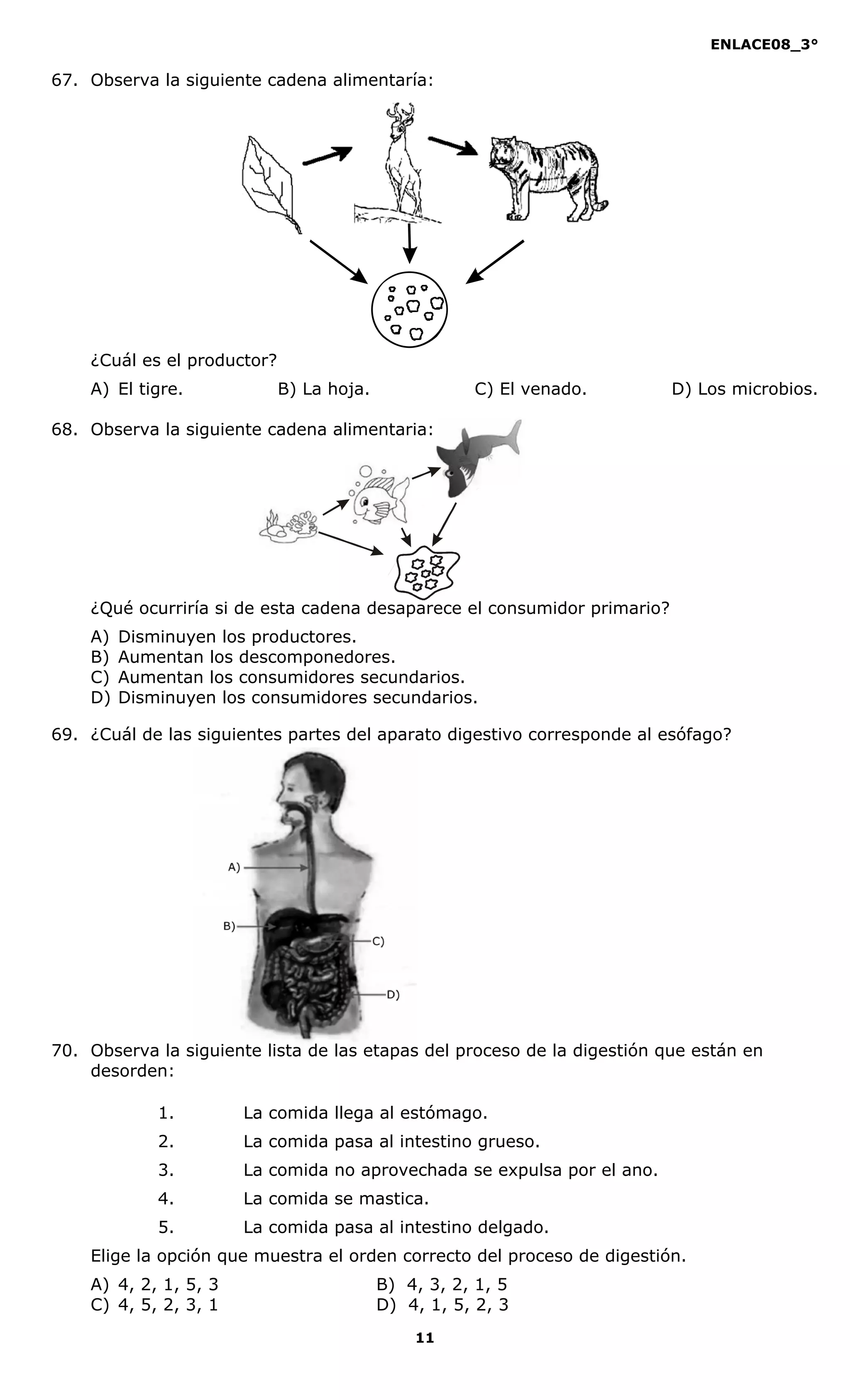 ENLACE08_3°
11
67. Observa la siguiente cadena alimentaría:
¿Cuál es el productor?
A) El tigre. B) La hoja. C) El venado. D) Los microbios.
68. Observa la siguiente cadena alimentaria:
¿Qué ocurriría si de esta cadena desaparece el consumidor primario?
A) Disminuyen los productores.
B) Aumentan los descomponedores.
C) Aumentan los consumidores secundarios.
D) Disminuyen los consumidores secundarios.
69. ¿Cuál de las siguientes partes del aparato digestivo corresponde al esófago?
70. Observa la siguiente lista de las etapas del proceso de la digestión que están en
desorden:
1. La comida llega al estómago.
2. La comida pasa al intestino grueso.
3. La comida no aprovechada se expulsa por el ano.
4. La comida se mastica.
5. La comida pasa al intestino delgado.
Elige la opción que muestra el orden correcto del proceso de digestión.
A) 4, 2, 1, 5, 3 B) 4, 3, 2, 1, 5
C) 4, 5, 2, 3, 1 D) 4, 1, 5, 2, 3
 