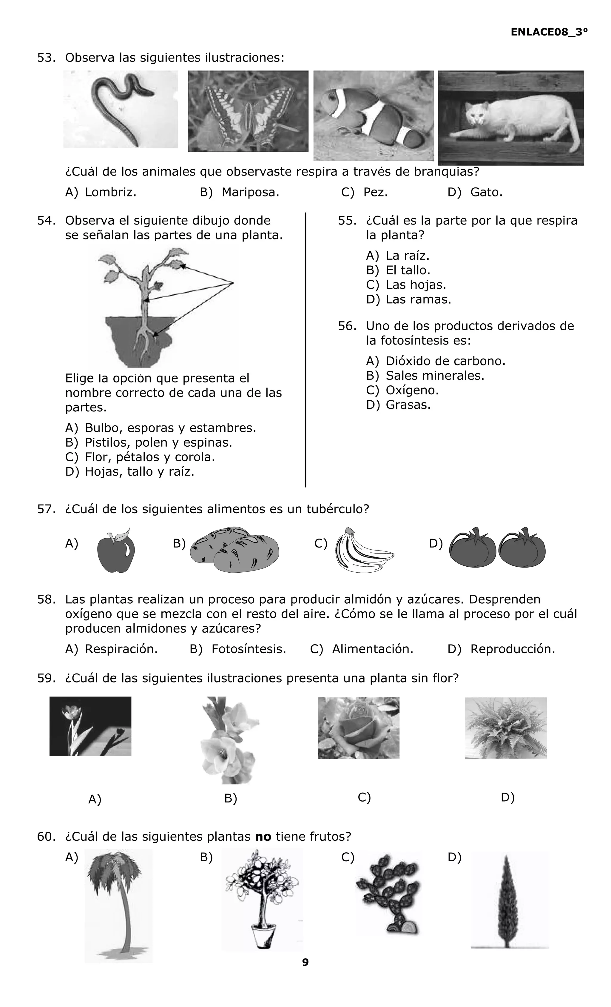 ENLACE08_3°
9
53. Observa las siguientes ilustraciones:
¿Cuál de los animales que observaste respira a través de branquias?
A) Lombriz. B) Mariposa. C) Pez. D) Gato.
54. Observa el siguiente dibujo donde
se señalan las partes de una planta.
Elige la opción que presenta el
nombre correcto de cada una de las
partes.
A) Bulbo, esporas y estambres.
B) Pistilos, polen y espinas.
C) Flor, pétalos y corola.
D) Hojas, tallo y raíz.
55. ¿Cuál es la parte por la que respira
la planta?
A) La raíz.
B) El tallo.
C) Las hojas.
D) Las ramas.
56. Uno de los productos derivados de
la fotosíntesis es:
A) Dióxido de carbono.
B) Sales minerales.
C) Oxígeno.
D) Grasas.
57. ¿Cuál de los siguientes alimentos es un tubérculo?
A) B) C) D)
58. Las plantas realizan un proceso para producir almidón y azúcares. Desprenden
oxígeno que se mezcla con el resto del aire. ¿Cómo se le llama al proceso por el cuál
producen almidones y azúcares?
A) Respiración. B) Fotosíntesis. C) Alimentación. D) Reproducción.
59. ¿Cuál de las siguientes ilustraciones presenta una planta sin flor?
60. ¿Cuál de las siguientes plantas no tiene frutos?
A) B) C) D)
A) B) C) D)
 