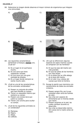 ENLACE08_4°
14
68. Selecciona la imagen donde observes el mayor número de organismos que integran
una comunidad.
A) C)
B) D)
69. Las siguientes características
pertenecen al bosque, menos una.
¿Cuál es?
A) Es un lugar en el cual llueve
mucho.
B) Es una zona que tiene
vegetación variada.
C) Es una zona con una gran
cantidad de árboles.
D) Es un lugar donde siempre se
siente mucho calor.
70. ¿Cuál es una de las características
de los animales vertebrados?
A) Poseen un conjunto de anillos
que hace flexible su cuerpo.
B) Tienen un esqueleto interno que
sostiene su cuerpo.
C) Poseen una coraza dura que
cubre su cuerpo.
D) Tienen una concha para ocultar
su cuerpo.
71. ¿Cuál de los siguientes animales es
un vertebrado?
A) Mariposa.
B) Pájaro.
C) Abeja.
D) Libélula.
72. ¿En qué se diferencian algunas
especies de sapos machos cuando
se comparan con las hembras?
A) En que los ojos del macho son
más grandes.
B) En que las patas de las hembras
son más largas.
C) En la bolsa que se infla debajo
de la boca del macho.
D) En el color muy vistoso del
cuerpo que tiene la hembra.
73. Escoge la opción que menciona una
característica de todos los animales
vivíparos.
A) Poseen sangre fría, por lo que
necesitan estar cerca de fuentes
de calor.
B) Sus crías son capaces de
alimentarse por sí mismas desde
que nacen.
C) Poseen escamas en la piel, las
cuales cambian durante su
desarrollo.
D) Sus crías se desarrollan dentro
del cuerpo de la madre antes de
nacer.
 