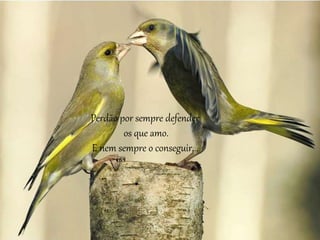 Perdão por sempre defender
os que amo.
E nem sempre o conseguir...