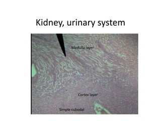 Kidney, urinary system,[object Object],Medulla layer,[object Object],Cortex layer,[object Object],Simple cubodal,[object Object]