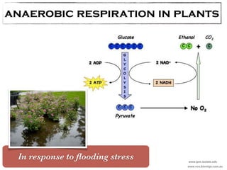 anaerobic respiration in plants 
www.ipm.iastate.edu In response to flooding stress 
www.vce.bioninja.com.au 
 