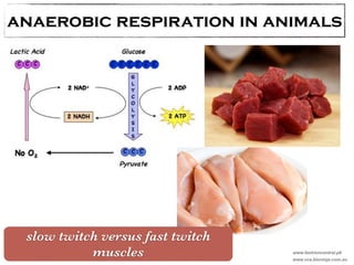 anaerobic respiration in animals 
www.fashioncentral.pk 
www.vce.bioninja.com.au 
slow twitch versus fast twitch 
muscles 
 