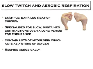 slow twitch and aerobic respiration 
• example: dark leg meat of 
chicken 
• Specialised for slow, sustained 
contractions over a long period 
for endurance 
• contain lots of myoglobin which 
acts as a store of oxygen 
• Respire aerobically 
 