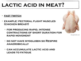 lactic acid in meat? 
• fast twitch 
• example: pectoral flight muscles 
(chicken breast) 
• for producing rapid, intense 
contractions of short duration for 
rapid movement 
• do not have myoglobin so Respire 
anaerobically 
• can accumulate lactic acid and 
leads to fatigue 
thoughtchalk.com 
 