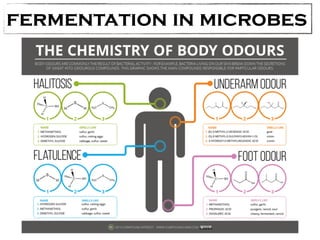 fermentation in microbes 
 