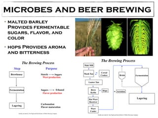 microbes and beer brewing 
•malted barley 
Provides fermentable 
sugars, flavor, and 
color 
•hops Provides aroma 
and bitterness 
The Brewing Process 
Step Purpose 
Brewhouse 
Fermentation 
Lagering 
Starch Sugars 
Wort production 
Sugars Ethanol 
Flavor production 
Carbonation 
Flavor maturation 
Kindly provided by Tom Pugh and David Ryder of Miller Brewing Company 
The Brewing Process 
Malt Mill 
Mash Tun Cereal 
Cooker 
Lauter Tun 
Brew 
Kettle 
Hot Wort 
Receiver 
Wort 
Cooler 
Brink Fermentation 
Aeration 
Lagering 
Hops 
Kindly provided by Tom Pugh and David Ryder of Miller Brewing Company 
 