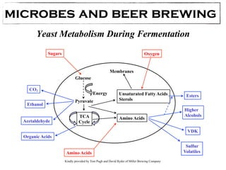 microbes and beer brewing 
Yeast Metabolism During Fermentation 
Sugars Oxygen 
Glucose 
Pyruvate 
TCA 
Cycle 
Amino Acids 
Energy 
CO2 
Ethanol 
Acetaldehyde 
Organic Acids 
Unsaturated Fatty Acids 
Sterols 
Amino Acids 
Esters 
Higher 
Alcohols 
VDK 
Sulfur 
Volatiles 
Membranes 
Kindly provided by Tom Pugh and David Ryder of Miller Brewing Company 
 