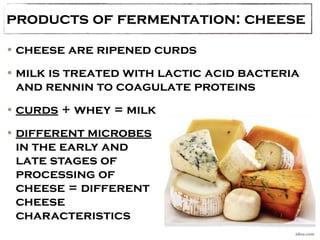 products of fermentation: cheese 
•cheese are ripened curds 
•milk is treated with lactic acid bacteria 
and rennin to coagulate proteins 
•curds + whey = milk 
•different microbes 
in the early and 
late stages of 
processing of 
cheese = different 
cheese 
characteristics 
idiva.com 
 