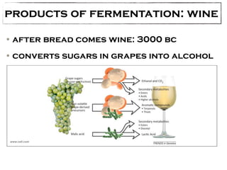 products of fermentation: wine 
•after bread comes wine: 3000 bc 
•converts sugars in grapes into alcohol 
www.cell.com 
 