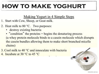 how to make yoghurt 
Making Yogurt in 4 Simple Steps 
1. Start with Cow, Sheep, or Goat milk. 
2. Heat milk to 80 °C. Two purposes: 
• destroy existing bacteria 
• condition the proteins = begins the denaturing process 
(a whey protein molecule binds to a casein molecule which disrupts 
the casein bundles allowing them to make short branched micelle 
chains) 
3. Cool milk to 40 °C and innoculate with bacteria 
4. Incubate at 30 °C to 45 °C 
Casein before heat 
pre-treatment: 
Casein after heat 
pre-treatment: Casein after acid: 
www.bnc.asn.au 
 