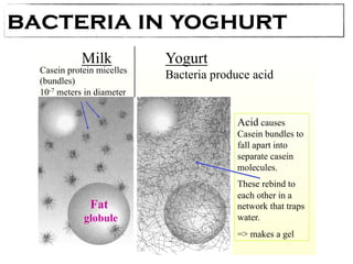 bacteria in yoghurt 
Milk Yogurt 
Casein protein micelles Bacteria produce acid 
(bundles) 
10-7 meters in diameter 
Fat 
globule 
Acid causes 
Casein bundles to 
fall apart into 
separate casein 
molecules. 
These rebind to 
each other in a 
network that traps 
water. 
= makes a gel 
