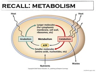 recall: metabolism 
academic.pgcc.edu 
 