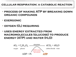 cellular respiration: a catabolic reaction 
•process of making ATP by breaking down 
organic compounds 
•exergonic 
•oxygen (O2) requiring 
•uses energy extracted from 
macromolecules (glucose) to produce 
energy (ATP) and water (H2O) 
enzymes 
6O2 + C6H12O6 6CO2 + 6H2O 
oxygen glucose carbon dioxide water 
ADP + Pi 
ENERGY transfer 
between enzymes, 
other molecules ATP 
 