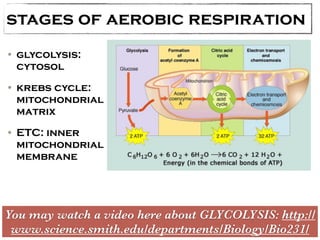 stages of aerobic respiration 
• glycolysis: 
cytosol 
• krebs cycle: 
mitochondrial 
matrix 
• ETC: inner 
mitochondrial 
membrane 
You may watch a video here about GLYCOLYSIS: http:// 
www.science.smith.edu/departments/Biology/Bio231/ 
 