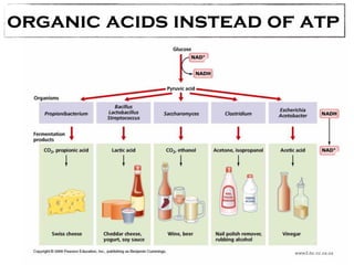 organic acids instead of atp 
www2.bc.cc.ca.us 
 