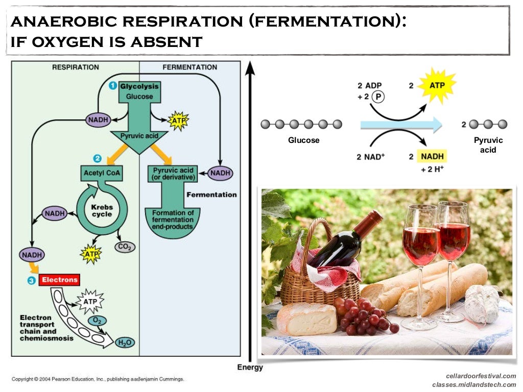 Classical Biotechnology FERMENTATION