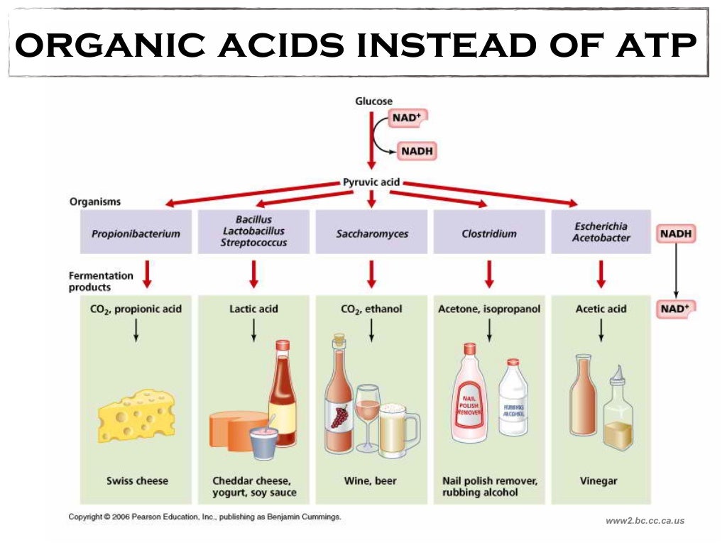 Classical Biotechnology FERMENTATION